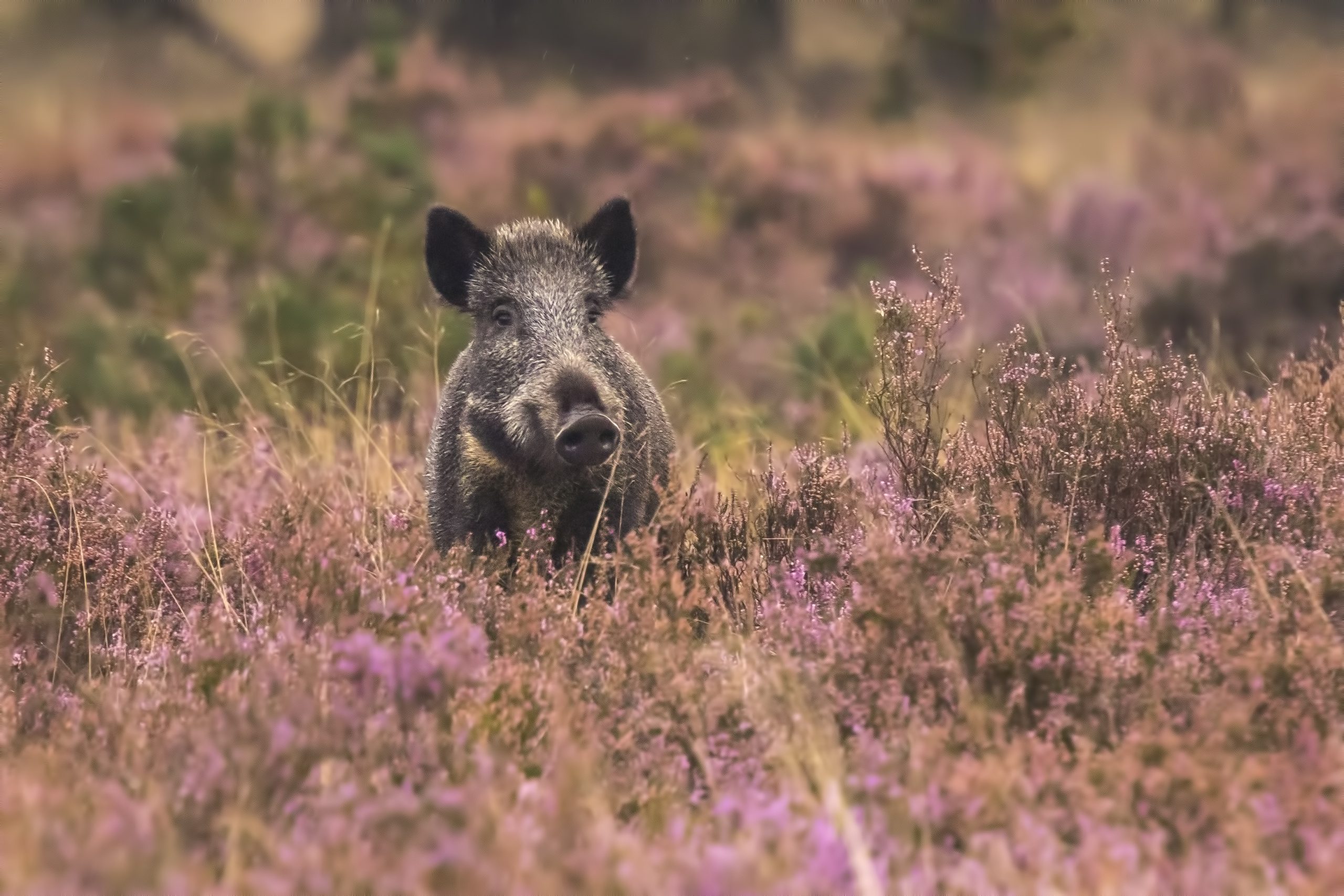 billige hotel veluwe
