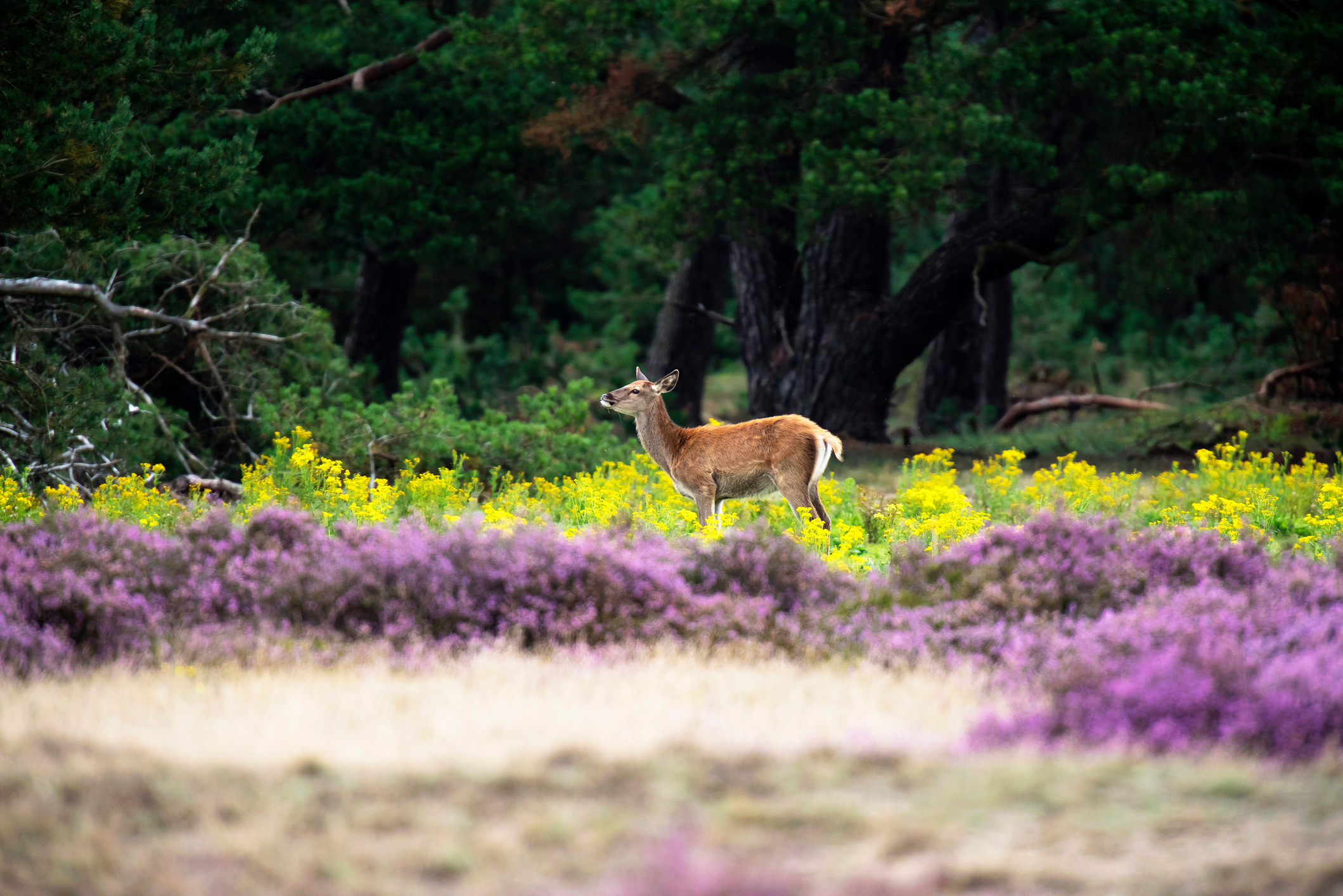 buttocky hotel veluwe